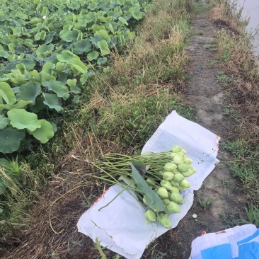 主要经营重瓣荷花荷叶鲜花为主自产自销欢迎大家选购