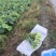 主要经营重瓣荷花荷叶鲜花为主自产自销欢迎大家选购