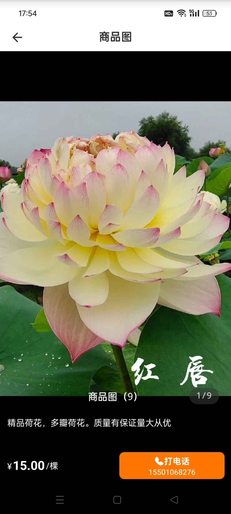 主要经营重瓣荷花荷叶鲜花为主自产自销欢迎大家选购