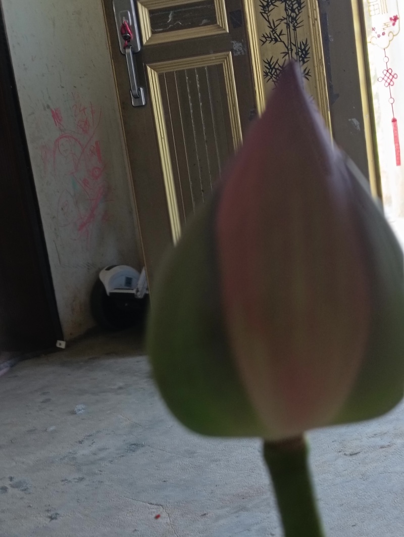 主要经营重瓣荷花荷叶鲜花为主自产自销欢迎大家选购