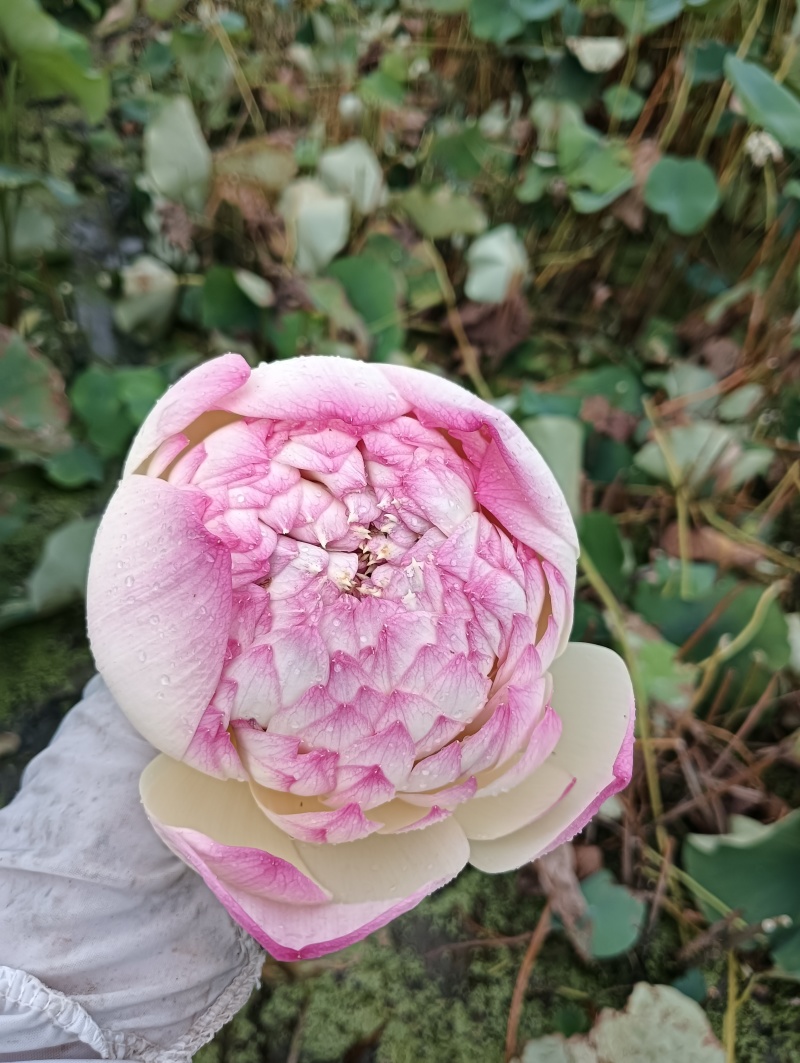 主要经营重瓣荷花荷叶鲜花为主自产自销欢迎大家选购