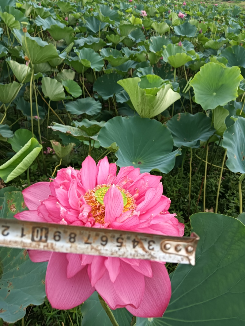 主要经营重瓣荷花荷叶鲜花为主自产自销欢迎大家选购