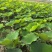 主要经营重瓣荷花荷叶鲜花为主自产自销欢迎大家选购