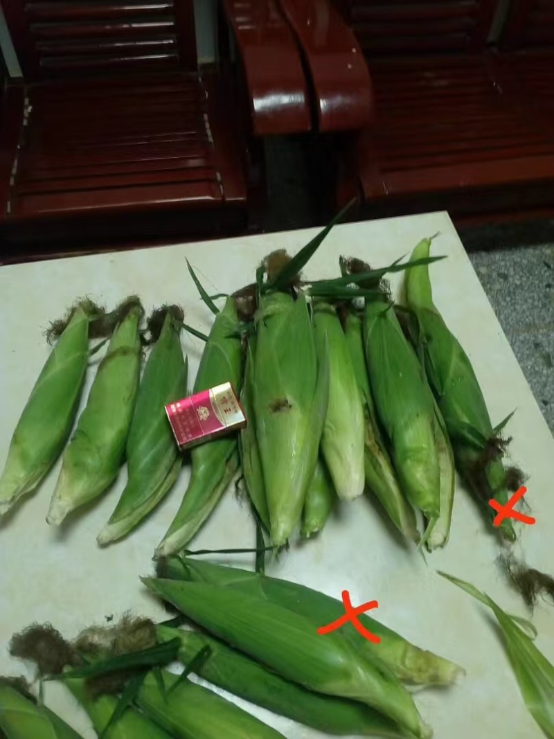 白糯玉米新鲜上市中，产地直供，价格优惠，一手货源