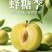 蜂糖李精品李子产地直发品质保障量大从优可视频看货对接