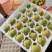 蜂糖李精品李子产地直发品质保障量大从优可视频看货对接