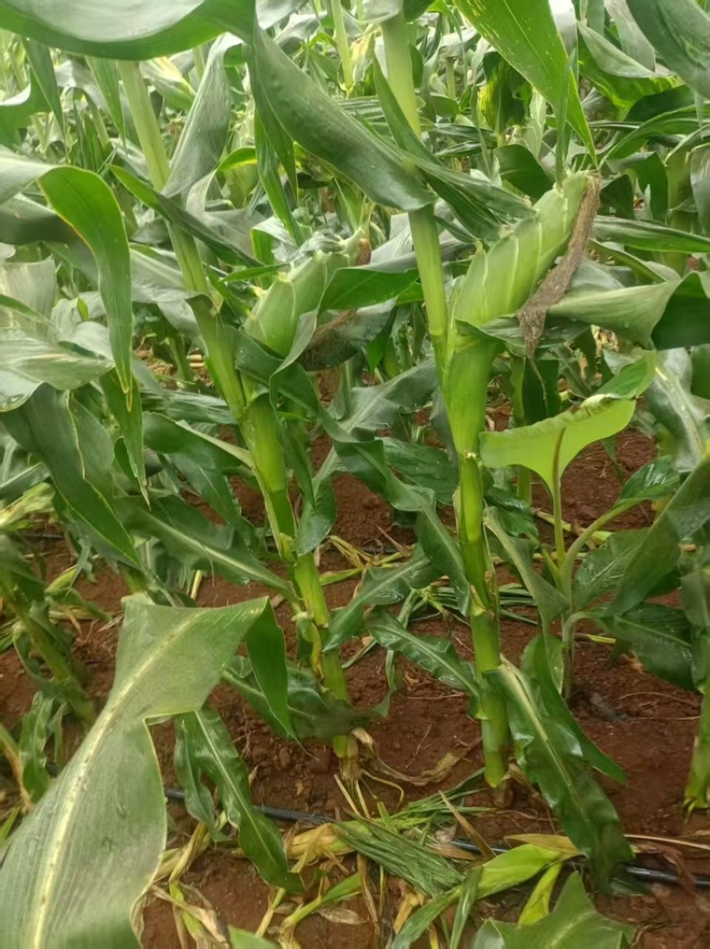 陕西精品白糯玉米，大量上市，大量供应中，全国发货