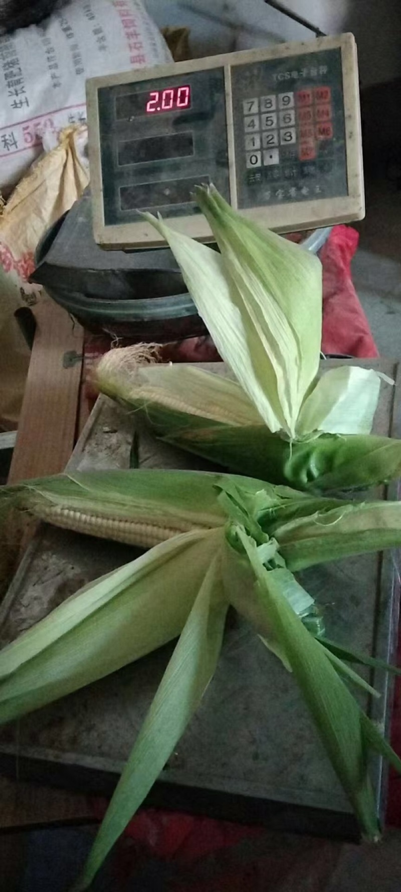 陕西精品白糯玉米，大量上市，大量供应中，全国发货