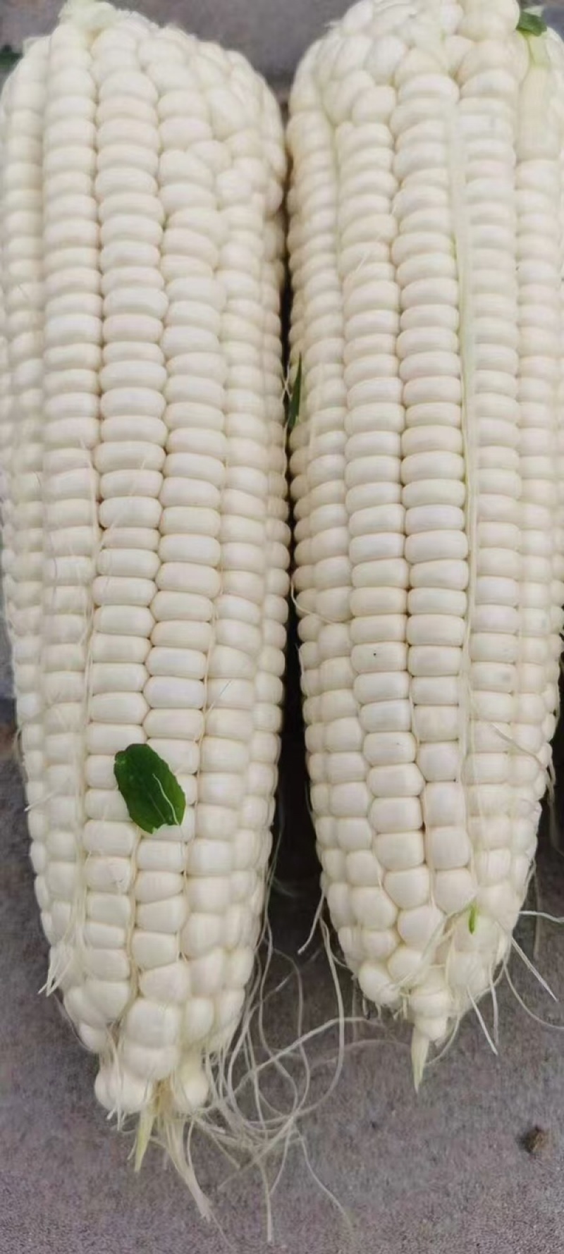陕西精品白糯玉米，大量上市，大量供应中，全国发货