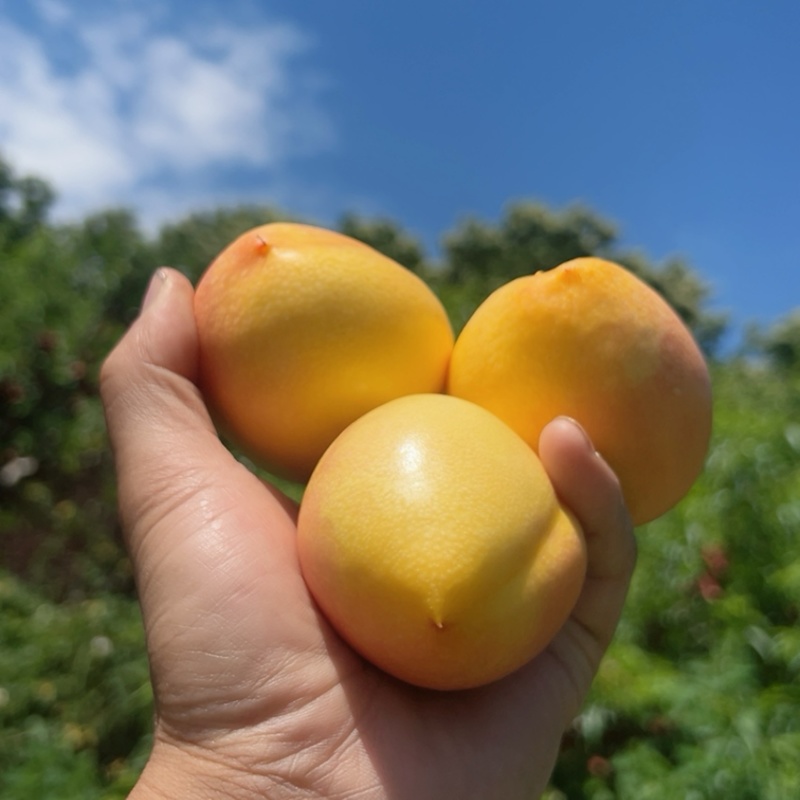 蒙阴黄桃