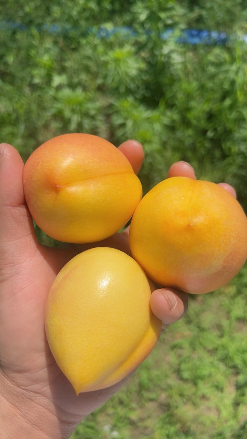 蒙阴黄桃