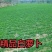 50亩白萝卜，计划端午节前出，有意者可以实地考察