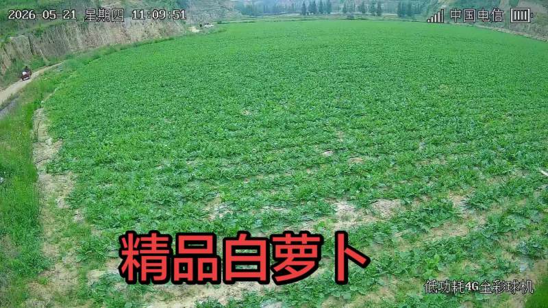 50亩白萝卜，计划端午节前出，有意者可以实地考察