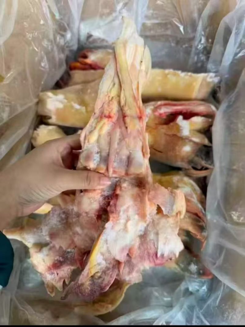 去骨生牛蹄带全筋火烧毛