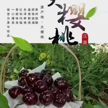 车厘子价格便宜了