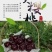 车厘子价格便宜了