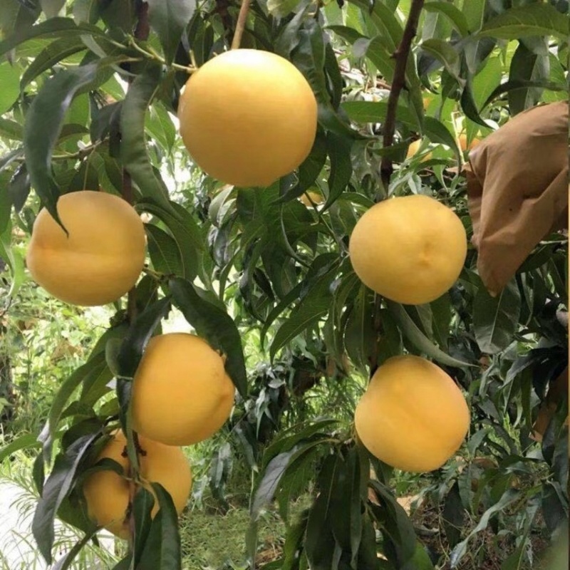 蒙阴黄金蜜