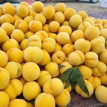 蒙阴黄金蜜