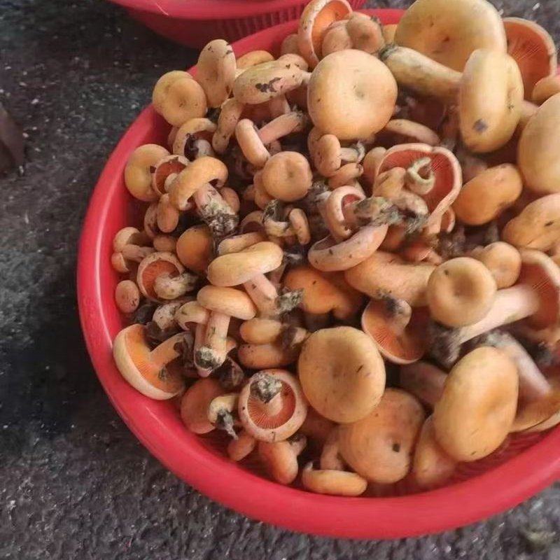 野生菌批发