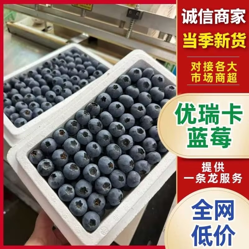 辽宁丹东蓝莓/优瑞卡蓝莓/基地直发/货源充足/支持一件代发