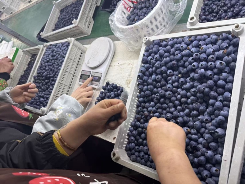 辽宁丹东蓝莓/优瑞卡蓝莓/基地直发/货源充足/支持一件代发