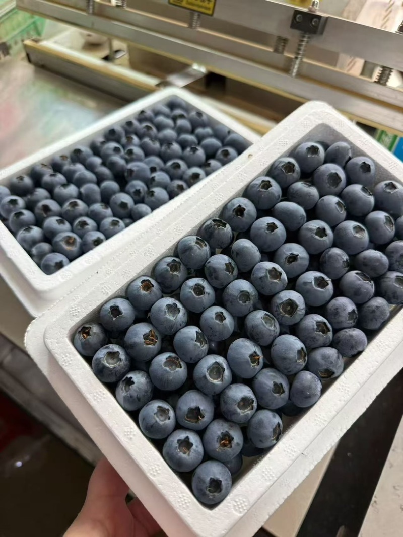辽宁丹东蓝莓/优瑞卡蓝莓/基地直发/货源充足/支持一件代发