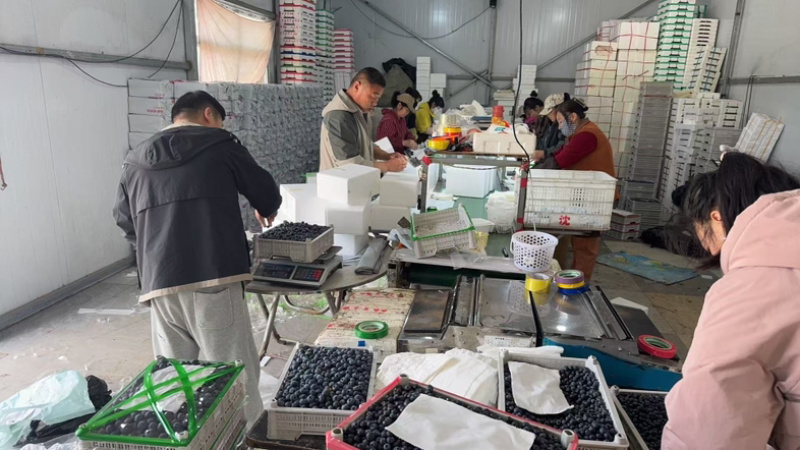辽宁丹东蓝莓/优瑞卡蓝莓/基地直发/货源充足/支持一件代发