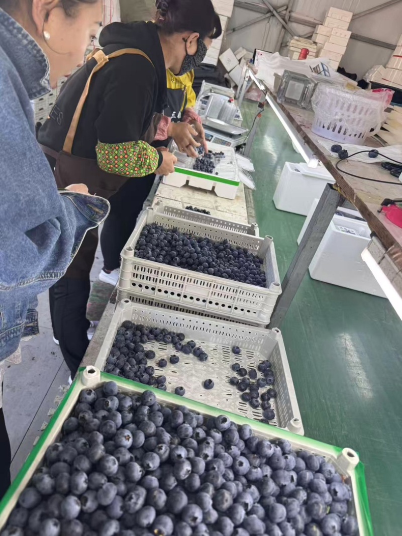 辽宁丹东蓝莓/优瑞卡蓝莓/基地直发/货源充足/支持一件代发