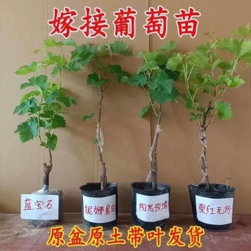 盆栽葡萄树苗原盆原土带叶发货苗圃直销品质保证