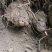 云南野生何首乌
