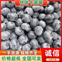 优瑞卡蓝莓/辽宁丹东产区直发/货源充足/支持一件代发