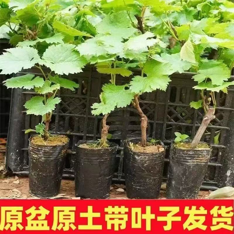 盆栽葡萄树苗原盆原土带叶发货苗圃直销品质保证