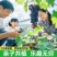 盆栽葡萄树苗原盆原土带叶发货苗圃直销品质保证