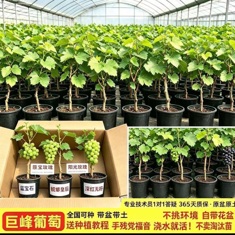 盆栽葡萄树苗原盆原土带叶发货苗圃直销品质保证