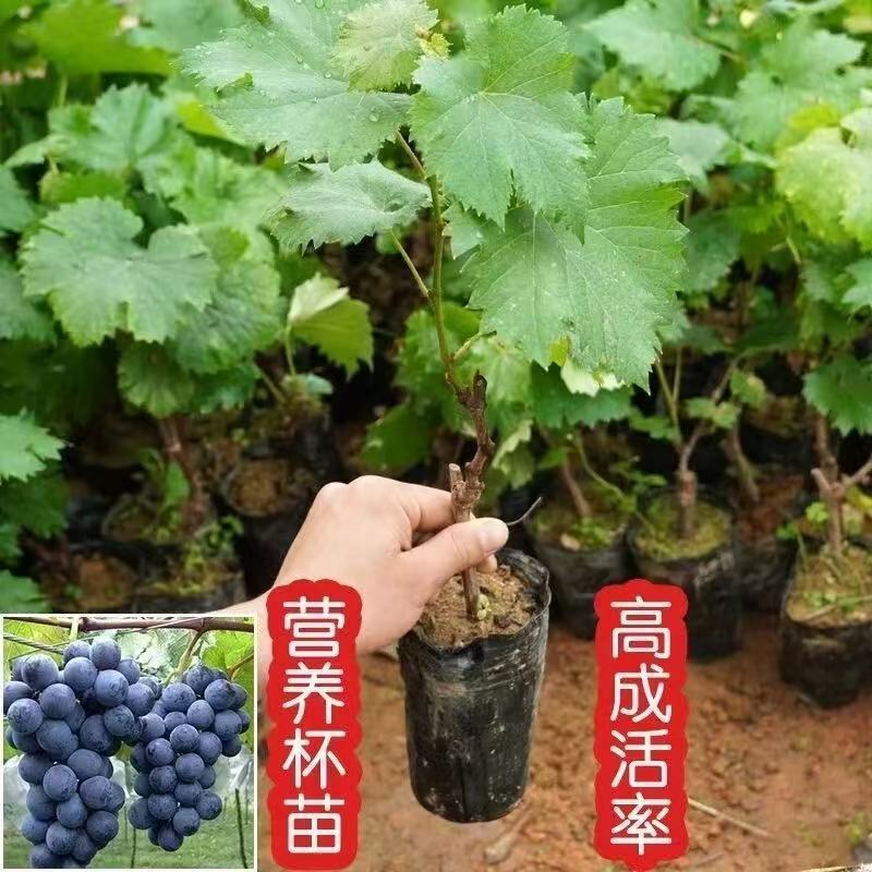 盆栽葡萄树苗原盆原土带叶发货苗圃直销品质保证
