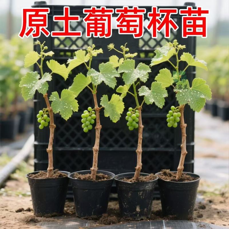 盆栽葡萄树苗原盆原土带叶发货苗圃直销品质保证