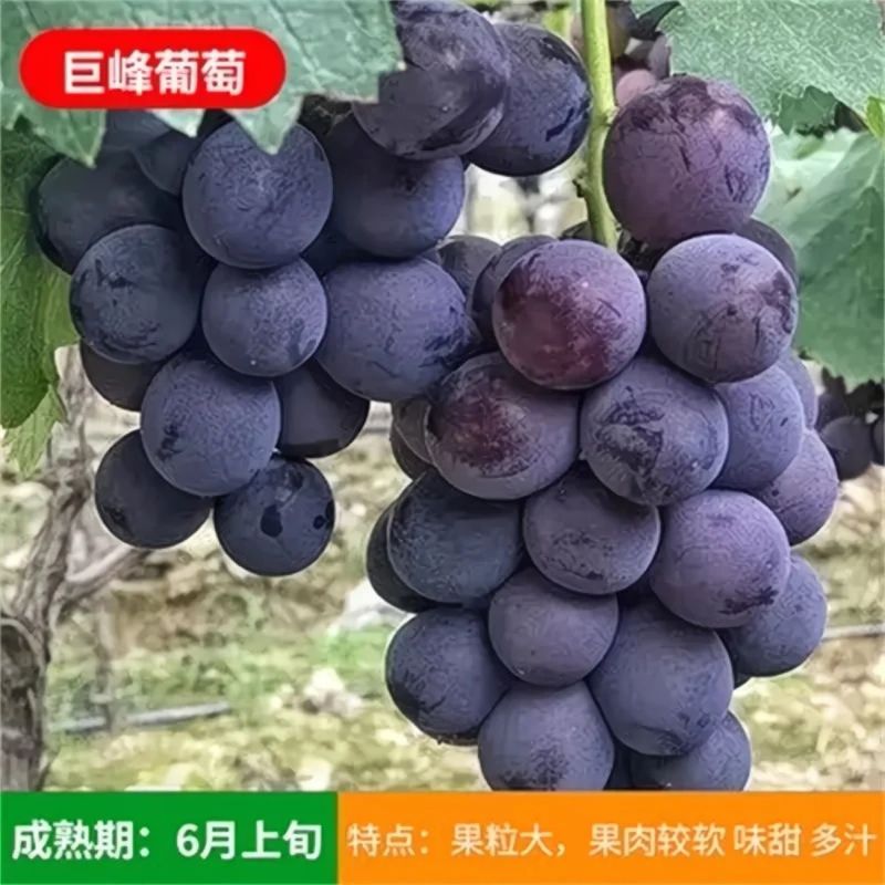 盆栽葡萄树苗原盆原土带叶发货苗圃直销品质保证