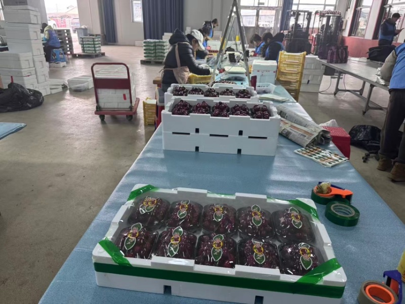 美早大樱桃/辽宁大连产区直发/货源充足/支持一件代发