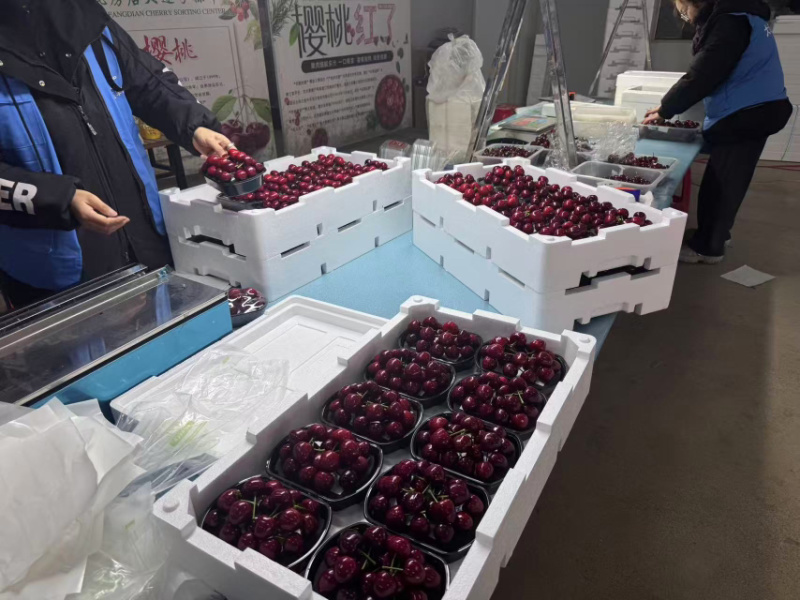 美早大樱桃/辽宁大连产区直发/货源充足/支持一件代发