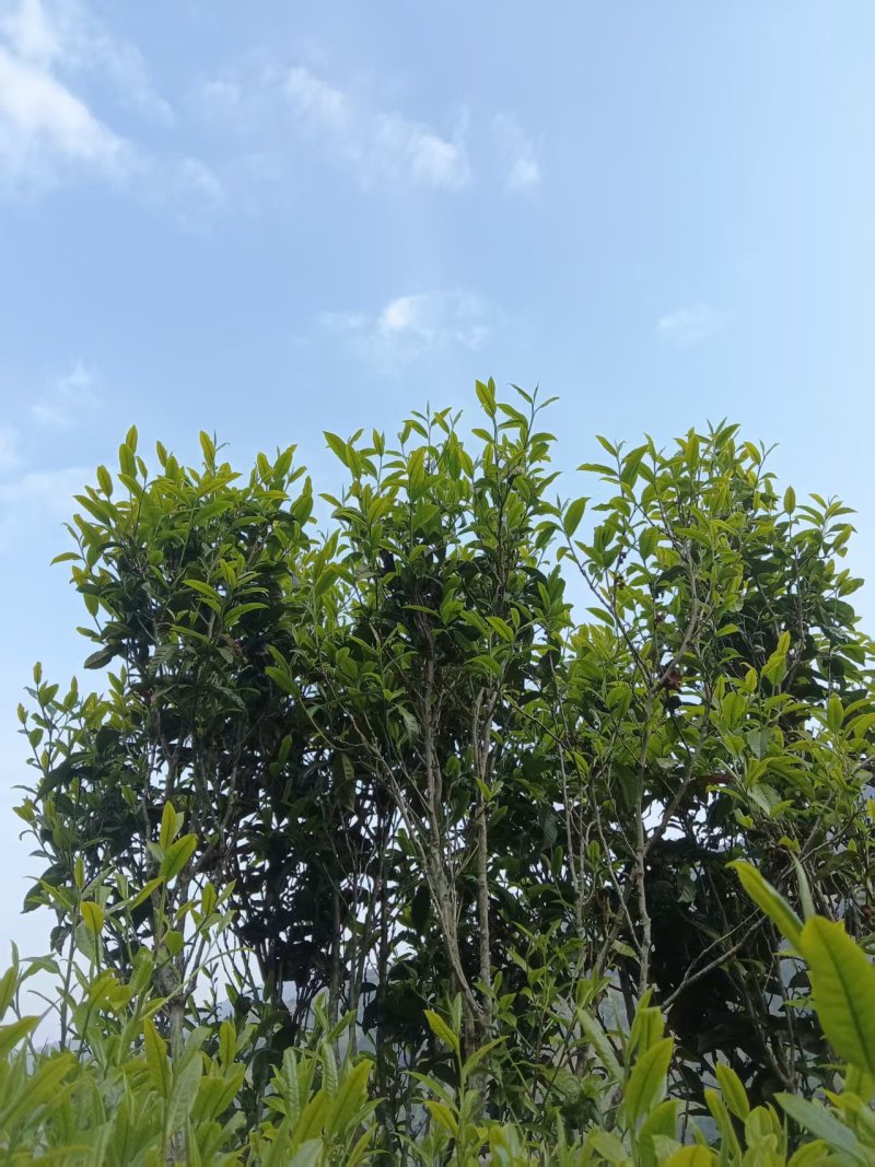 云南凤庆，放荒古树生普，纯手工制作欢迎随时咨询！