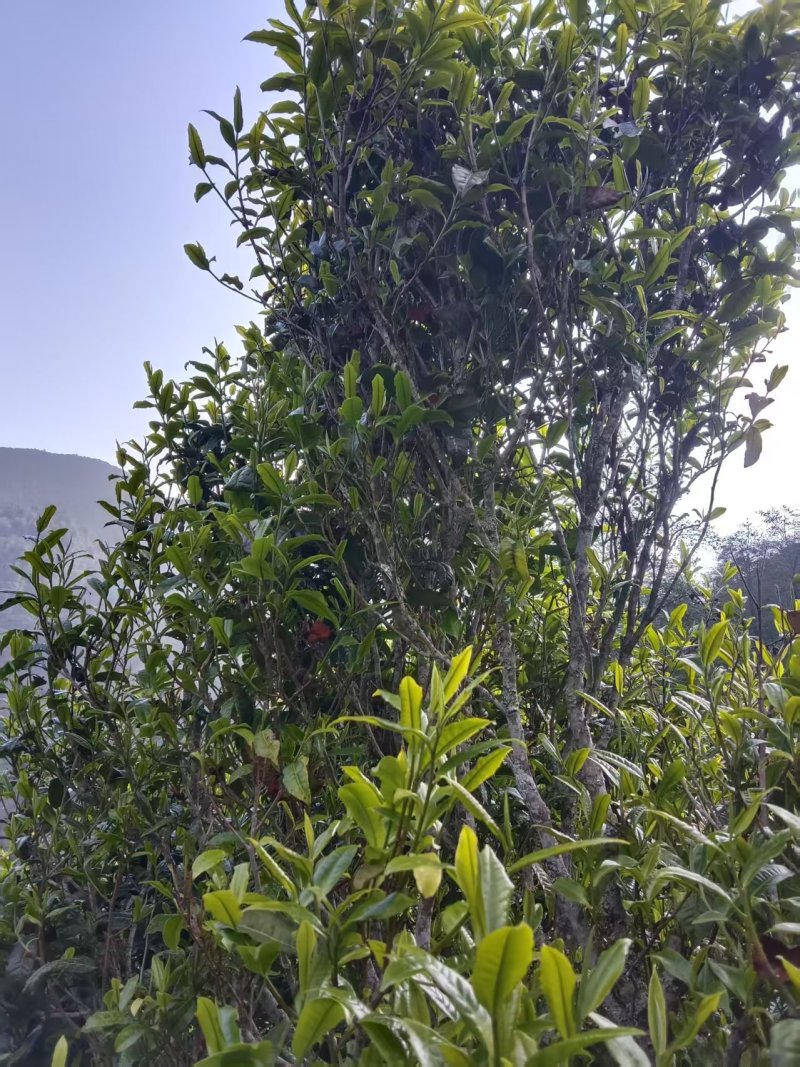 云南凤庆，放荒古树生普，纯手工制作欢迎随时咨询！