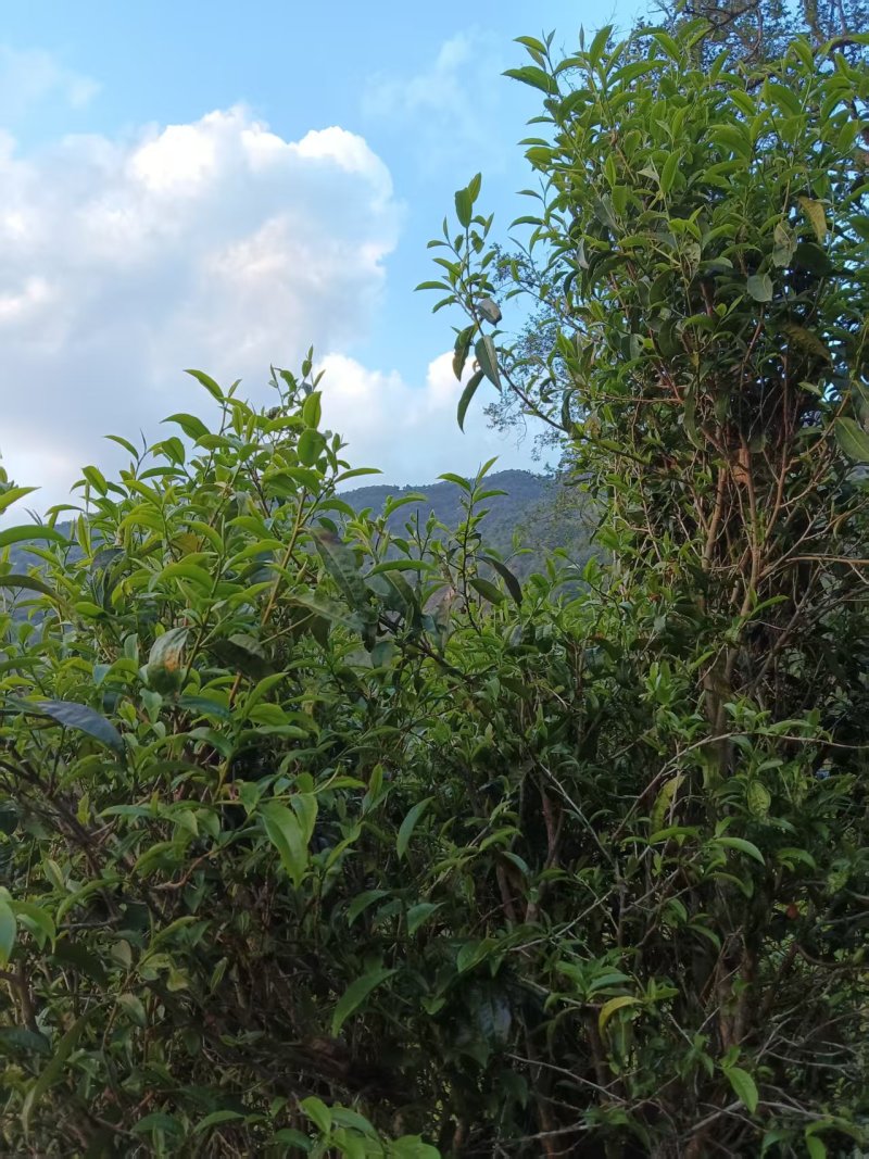云南凤庆，放荒古树生普，纯手工制作欢迎随时咨询！