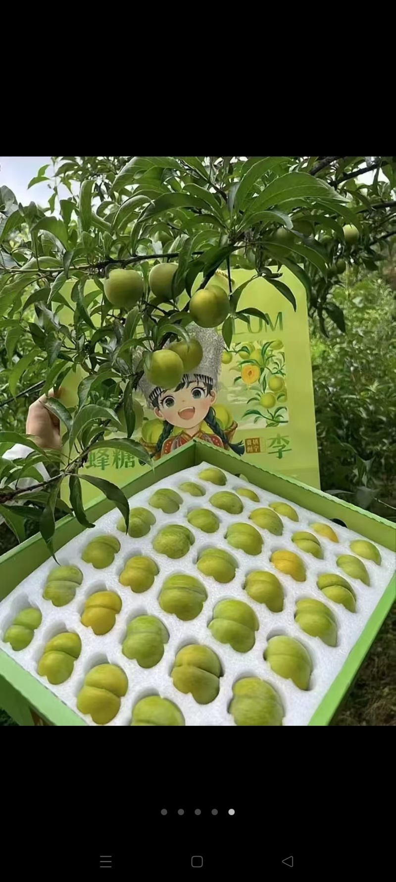 贵州六马蜂糖李，产地直发