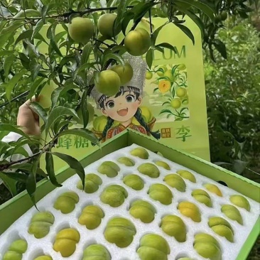 贵州六马蜂糖李，产地直发