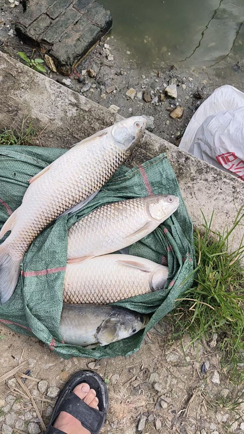 大量鱼肥，需要做发酵肥料的可联系