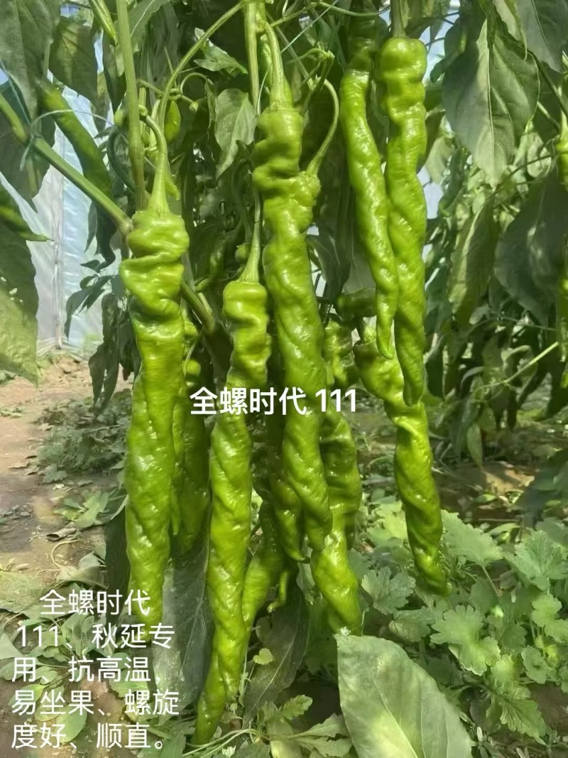 尖椒和螺丝椒，天天新鲜上市中，产地直销，代收包装上车条龙