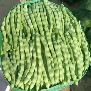 大青豆有想法联系