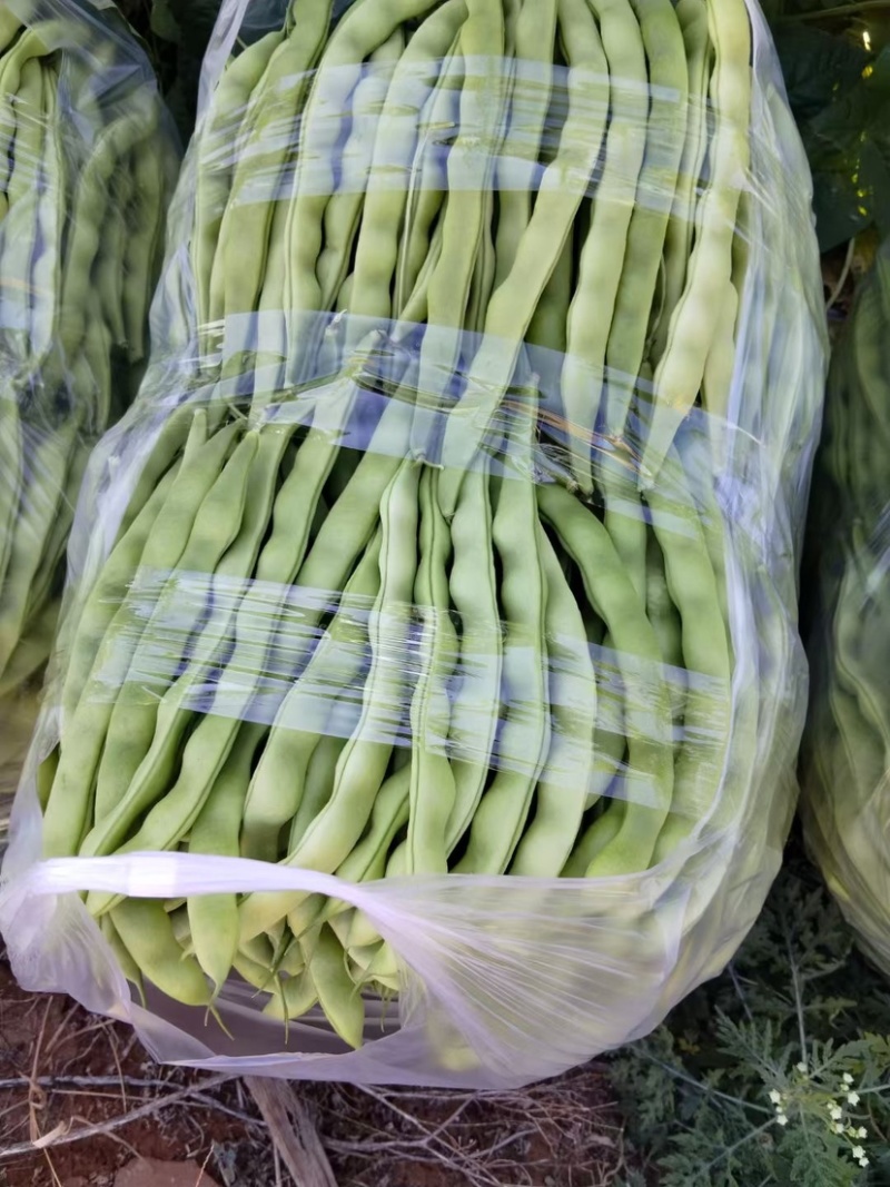 大青豆有想法联系