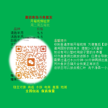 泰国斗鱼抱卵母鱼