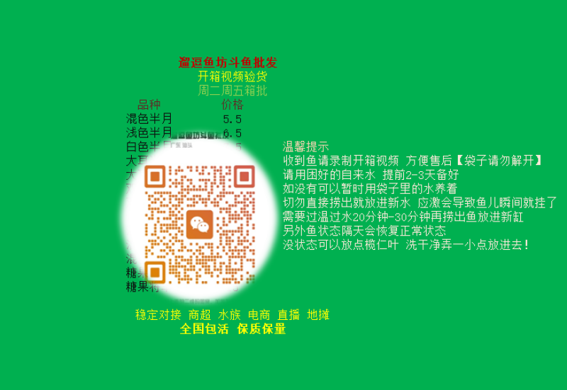 泰国斗鱼抱卵母鱼